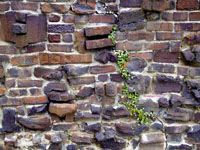 old San Francisco brick wall