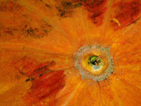 bottom of a giant pumpkin