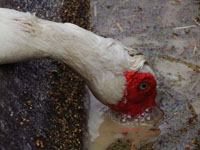 pioneer duck feeding at trough