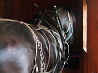 draft horse in barn stall