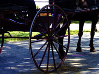 horse pulling vintage buggy