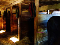 horse in old stables