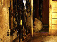 old storage shed with horse harnesses