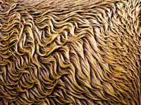 wet hair of Shetland pony