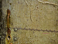 old rusted copper door