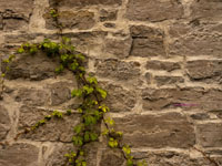 ivy on old stone wall