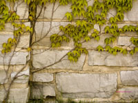 vine on stone wall